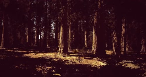 Sunlight Filtering Through Tall Trees in a Tranquil Forest Setting
