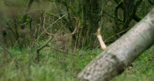 Buck Deer Standing Quietly in Autumn Forest