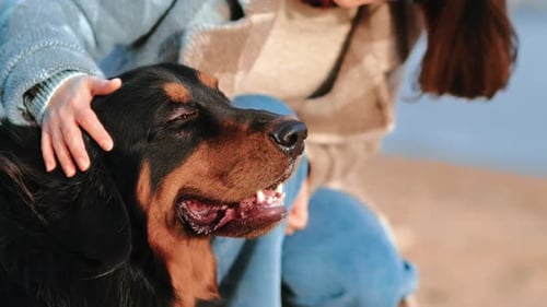 Caring Redhead Woman Stroking Cute Big Dog with Love and Tenderness Outdoor at River Park Closeup