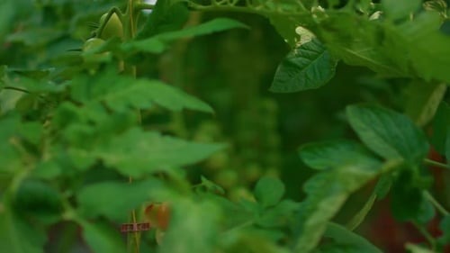 Ripening tomatoes hanging on vines in local organic farm greenhouse agribusiness