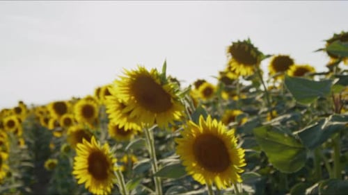 Agriculture Yellow Sunflower Plant In Farm Field In Sunlight 53