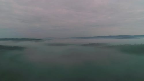 Dunkler Geheimnisvoller verbrannter Wald, Landschaft, Wald im Feuer, brennende Bäume, Büsche