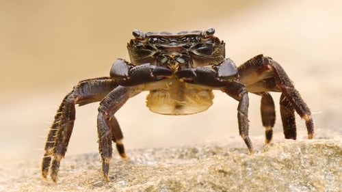 Crab