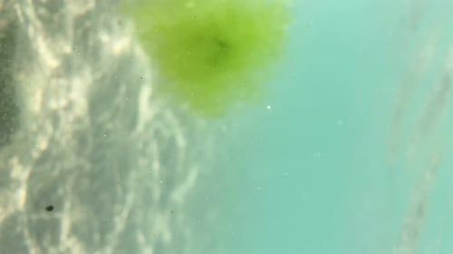 Grünalgen unter Wasser Schöne Wasseroberfläche, Berge und Wolken im Hintergrund Vertikales Video