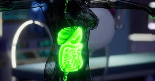 Detailed View of Glowing Internal Organs Displayed in a Futuristic Setting