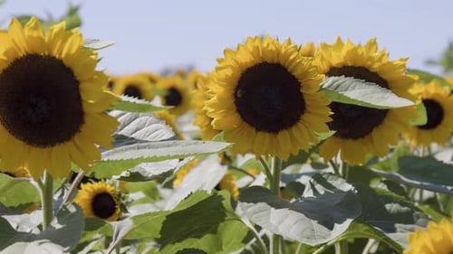 Sonnenblumen auf einem Feld an einem sonnigen Tag mit blauem Himmel, Naturhintergrund
