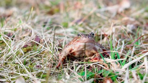 Frog jumping to the right in the spring grass, slow motion 250p