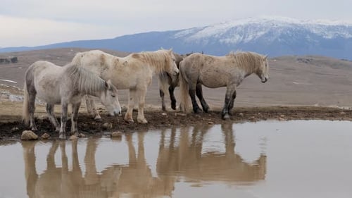 A herd of wild horses of Livno drinking water from a pond in Cincar mountain