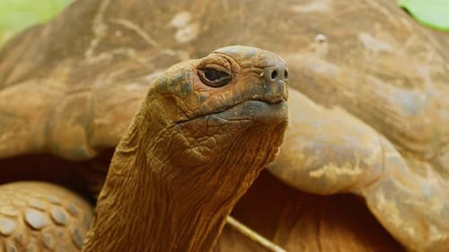 Giant Tortoises an Endangered Species Mauritius Island