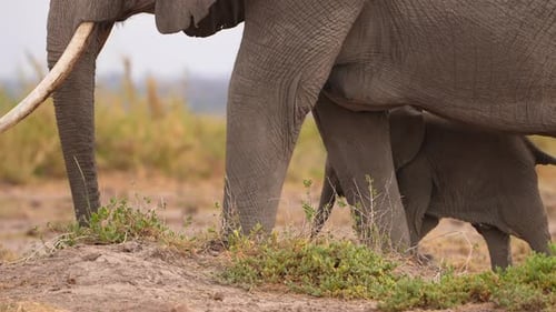 Elefantenkalb wird von der Mutter beschützt, während es sich durch die Herde bewegt
