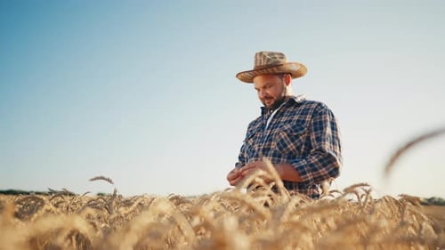 Happy Farmer Standing Alone in Golden Wheat Field Portrait Eco Agribusiness Middleaged Man Viewing