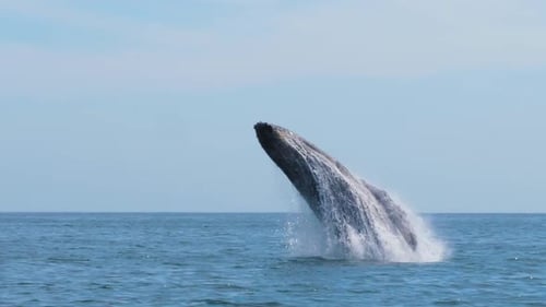 Riesenwal springt aus dem Meer und sorgt für Furore