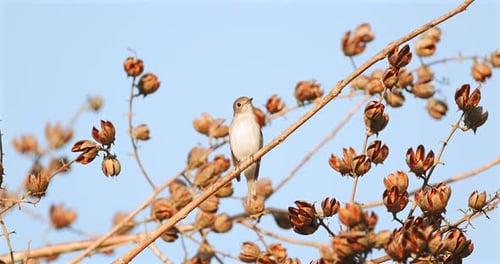 Small songbird perched on branch with dried seed pods