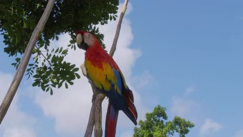 Vibrant Scarlet parrot perched gracefully on a branch against a backdrop of blue skies. This stunnin
