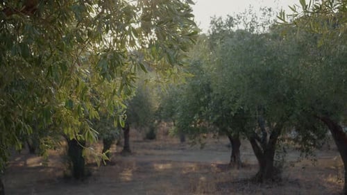 Summer holidays in the village walking between olive trees.