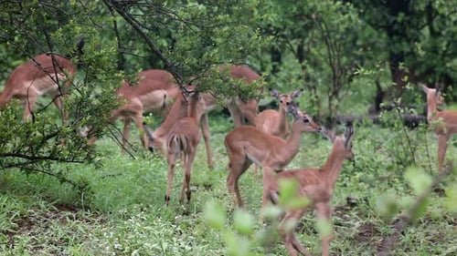 Group of impala fawns join adults in wet, green bushveld forest