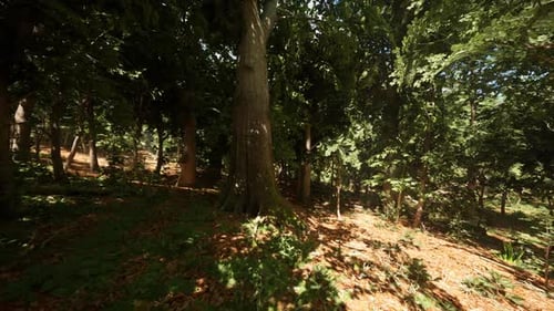 Sunlight Filtering Through Tree Leaves in a Serene Forest During Late Afternoon