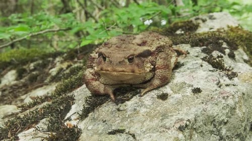 Common Toad or European Toad on Stone