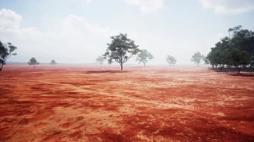 Vast Arid Landscape with Scattered Trees and Blue Sky
