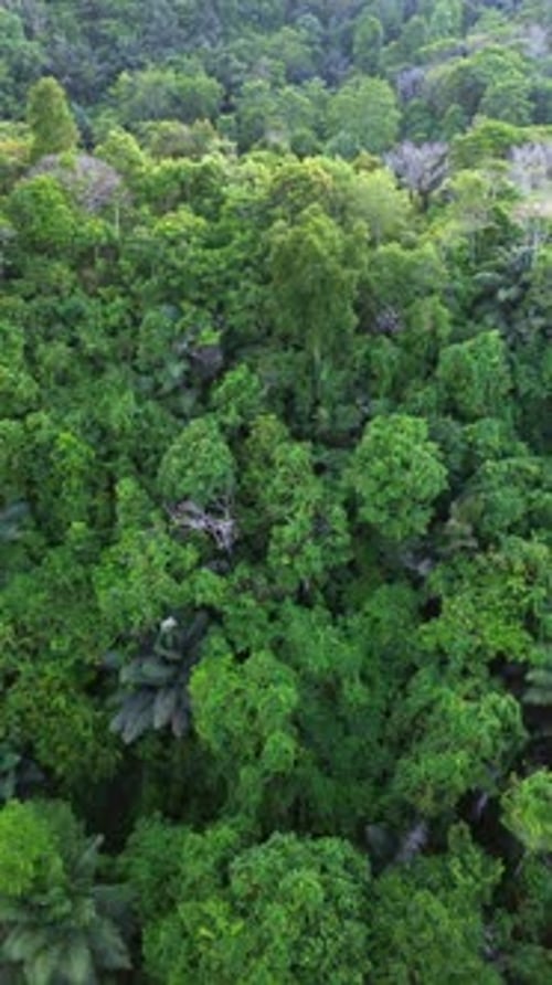 Aerial view of a tropical rainforest with lush greenery.