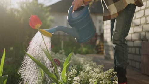 Aged Woman Watering Flowers In Home Garden In Summer Close Up View Of Watering Can
