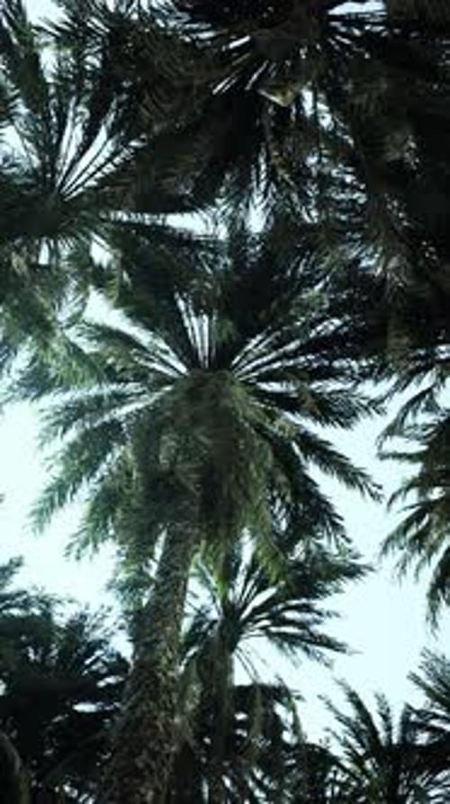 Underside of the Coconuts Tree with Clear Sky and Shiny Sun