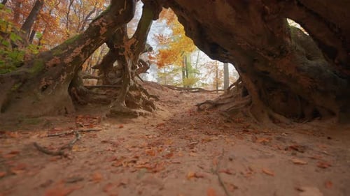Flying under the exposed roots of an old dead tree. Colorful leaves lay on the sandy ground.