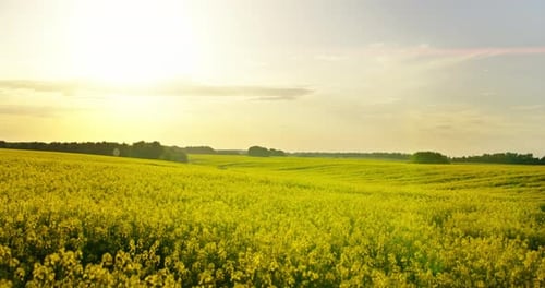 Peaceful Scenery In Farmland Picturesque Blooming Rape Field In Summer Day Agricultural Fields