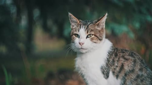 Portrait Stray White With Grey Cat Sitting On The Ground in Park Looking Around