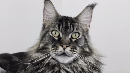 Maine Coon cat with striking eyes looks into the camera and then looks away