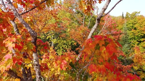 Die Drohne fliegt im Herbst zwischen leuchtend roten Ahornblättern in den Laubwald