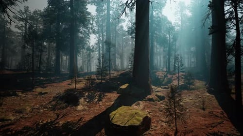Lush Sequoia Forest With Towering Trees Dark Forest