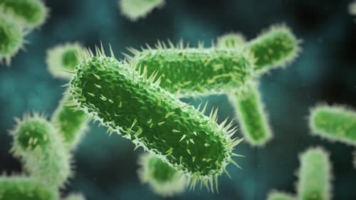 Bacteria