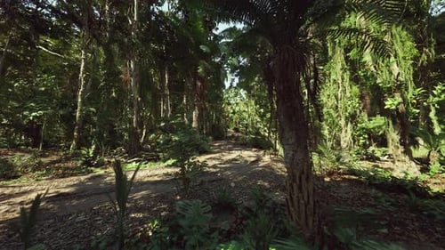 Quiet Woodland Clearing Surrounded By Lush Green Vegetation and Ancient Trees