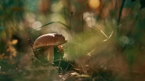 Forest Edible Brown Mushroom Growth in Closeup Woodland Grass. Macro View Of