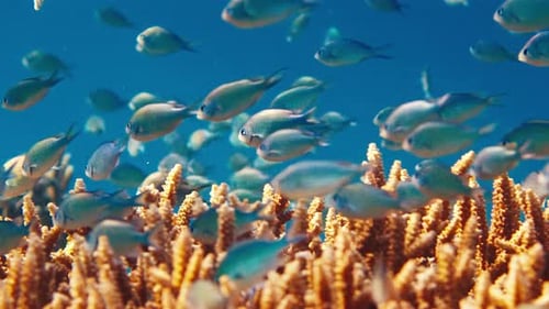 Fish Swim on the Reef in the Tropical Sea Shallow DOF
