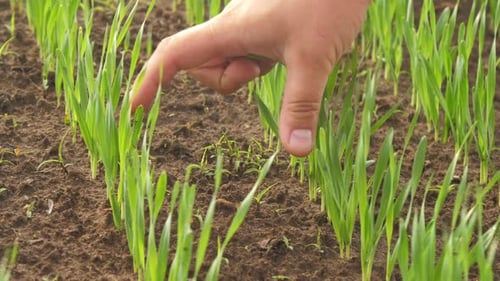 Skilled Agrarian Shows Distance Between Wheat Rows on Field