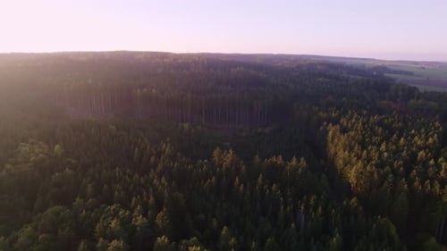 Slow drone flight over a pine forest at sunset at sunset in autumn
