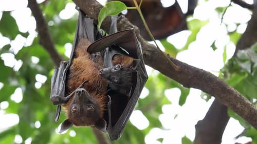 Lyles fliegender Fuchs (Pteropus lylei) auf einem Baum im tropischen Regenwald