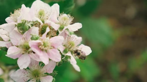 Bee Pollinating White Flowers in a Sunny Garden