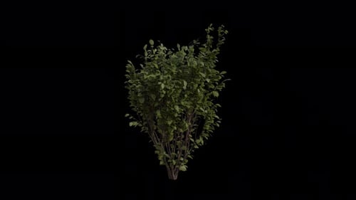 European Hazel blowing in the wind Loop Animation. with Transparent Background. Alpha Channel