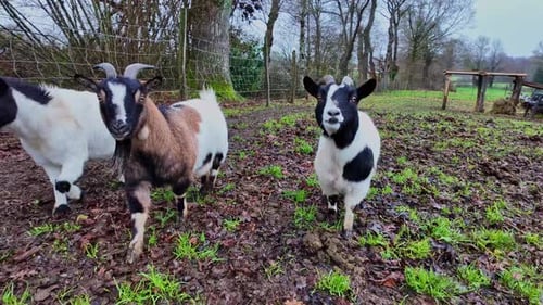Close-up view some cute goats when they approach with interest and grazing, France.