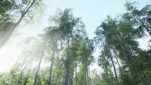 Green Birch Forest at Sunset