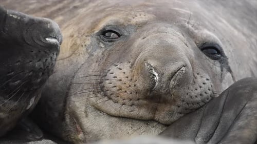Elephant Seals resting in South Georgia, Antarctica, close up shot