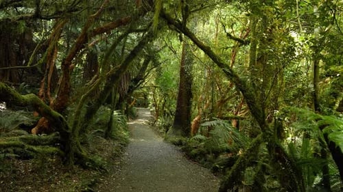 Path through a lush, moss-covered temperate rainforest with silverfern in New Zealand