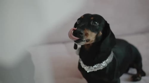 Black Dachshund dog