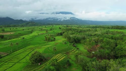 Wunderschöner Blick auf den Morgen, Indonesien, Panoramalandschaft, Wald mit Schönheit, Farbe und Himmel, natürlichem Licht