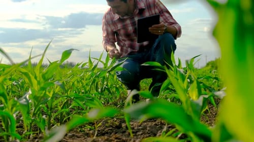 Male Farmer in a Corn Field Selective Focus