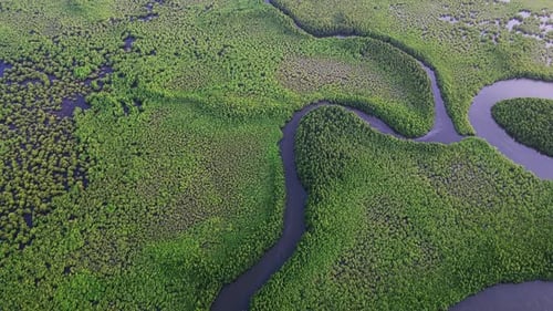A narrow river curves through thick mangroves, highlighting textured vegetation and calm water