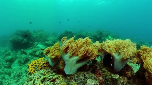 Coral Reef and Marine Fish Underwater World